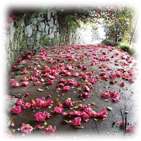 伝香寺