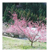 広橋梅林