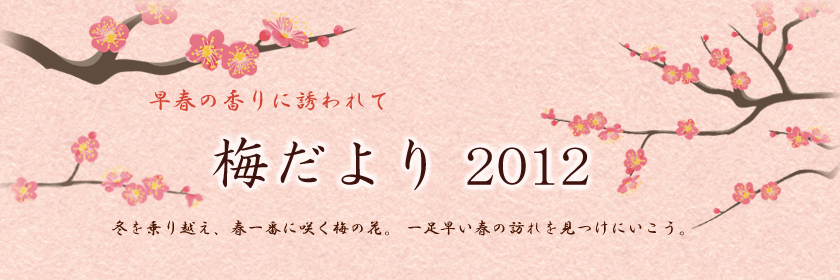 梅だより